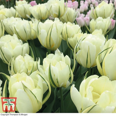 Tulip Striking Queensday & White Valley 32 Bulbs (Size 11/12)