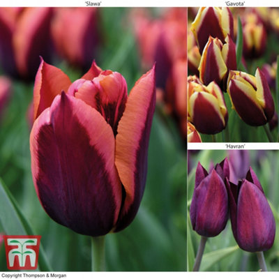 Tulip Striped Mix 20 Bulbs (Size 11/12)
