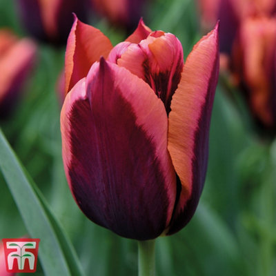 Tulip Striped Mix 60 Bulbs (Size 11/12)