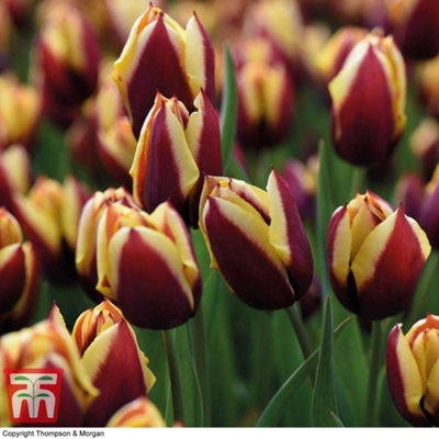 Tulip Striped Mix 60 Bulbs (Size 11/12) - 3