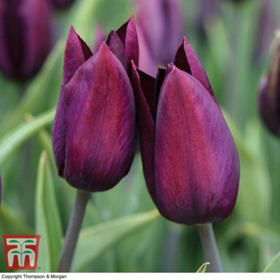 Tulip Striped Mix 60 Bulbs (Size 11/12) - 4