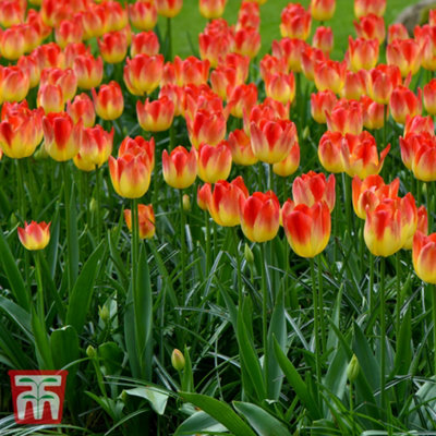 Tulip Suncatcher 16 Bulbs (Size 11/12)