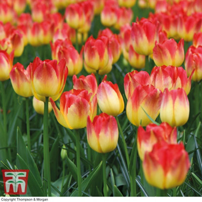 Tulip Suncatcher 32 Bulbs (Size 11/12)