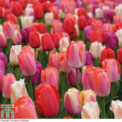 Tulip Sunset Shades 32 Bulbs (Size 11/12)