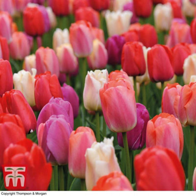 Tulip Sunset Shades 32 Bulbs (Size 11/12)