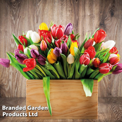 Tulip T&M Mixed 32 Spring Bulbs