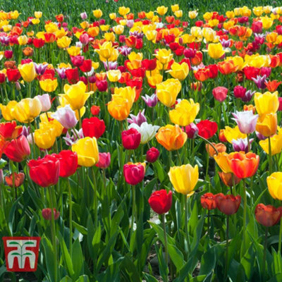 Tulip T&M Mixed 32 Spring Bulbs