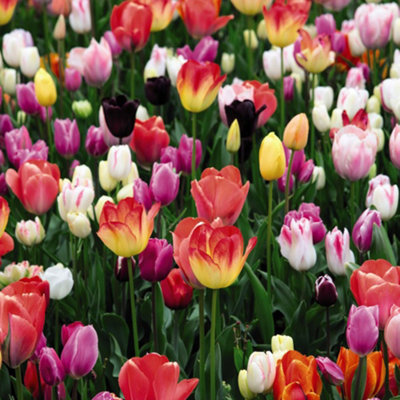 Tulip T&M Mixed 32 Spring Bulbs - 3