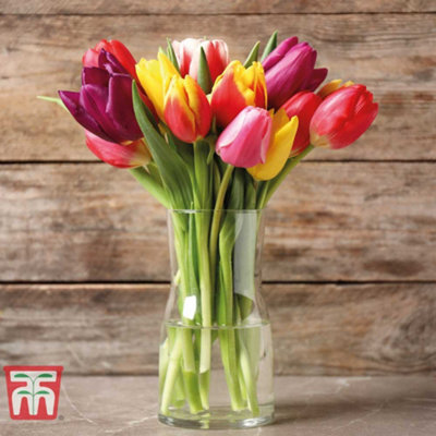 Tulip T&M Mixed 32 Spring Bulbs - 4