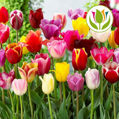 Tulip Tall Mixed Flowering Bulbs - Colorful Elegance (100 Pack)