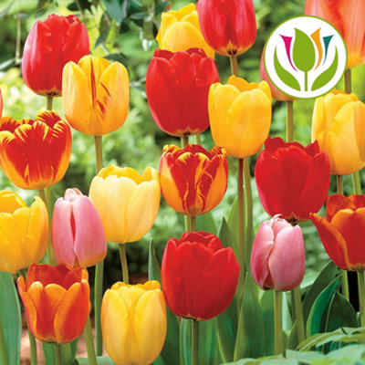 Tulip Tall Mixed Flowering Bulbs - Colorful Elegance (25 Pack) - 3