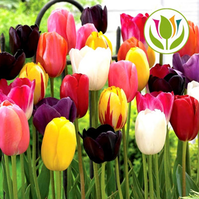 Tulip Tall Mixed Flowering Bulbs - Colorful Elegance (50 Pack)