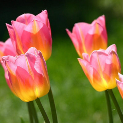 Tulip Tom Pouce 5 Bulbs - Spring Flowering