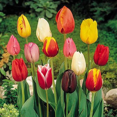 Tulip Triumph Mixed Bulbs, Pack of 25, Spring Flowering Bulbs