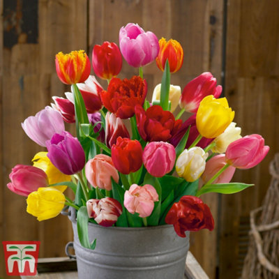 Tulip Triumph Mixed Collection - 100 Bulbs