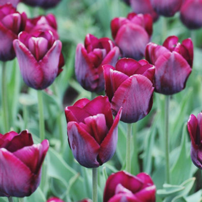 Tulip Triumph Ronaldo 16 Bulb (Size 11/12)