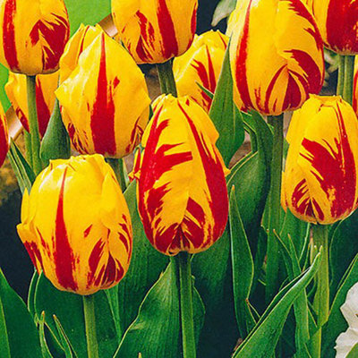 Tulip 'Washington' 20 bulbs size 10/11
