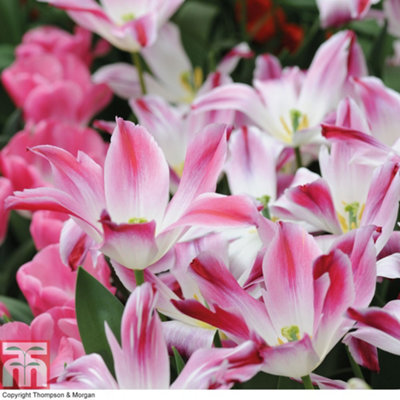 Tulip Whispering Dream 8 Bulbs (Size 11/12)