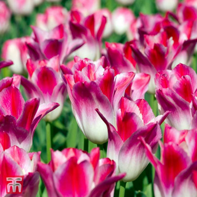 Tulip Whispering Dream 8 Bulbs (Size 11/12)