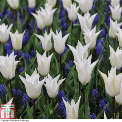 Tulip White and Muscari Blue Mix 84 Bulbs PREPACKED