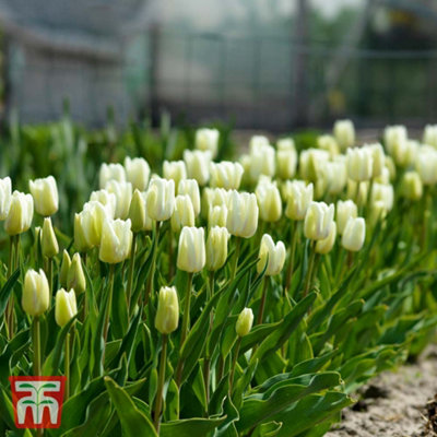 Tulip White Dream 16 Bulbs (Size 10/12)