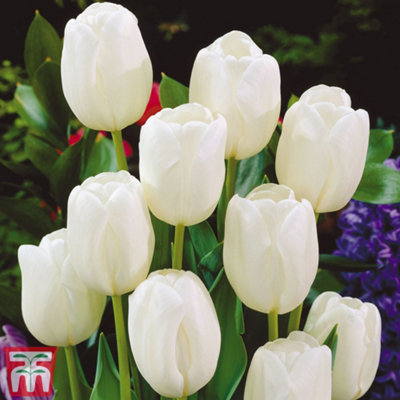 Tulip White Dream 16 Bulbs (Size 10/12)