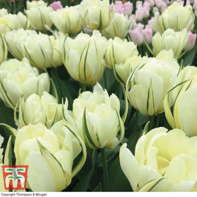 Tulip White Valley 64 Bulbs (Size 11/12)