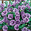 Tumbelina Petunia Fragrant Collection 12 plug plants