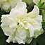 Tumbelina Petunia Fragrant Collection 12 plug plants