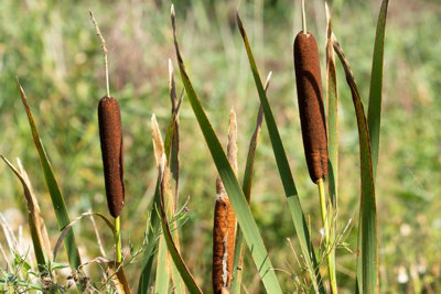 Typha angustifolia - 7cm Plug - Marginal Aquatic Pond Plant