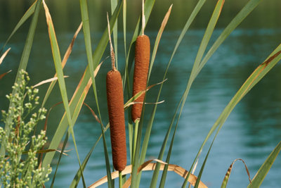 Typha latifolia - 3x 3Ltr Plants - Marginal Aquatic Pond Plant