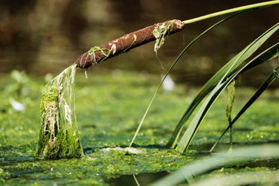 Typha latifolia variegated - 9cm Bareroot - Marginal Aquatic Pond Plant