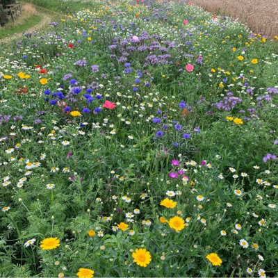 UK Native Wild Flower Seeds Mix 100g (50m²)