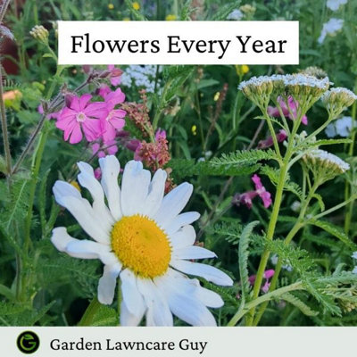 UK Native Wild Flower Seeds Mix 100g (50m²) - 3