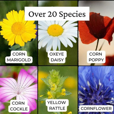 UK Native Wild Flower Seeds Mix 100g (50m²) - 4