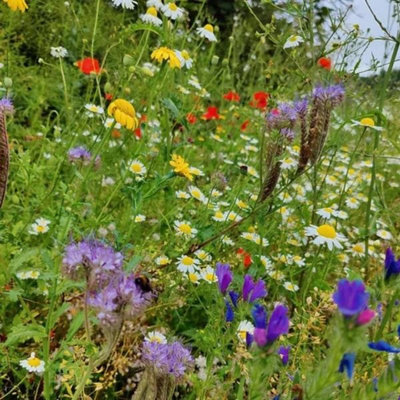UK Native Wild Flower Seeds Mix 100g (50m²) - 7