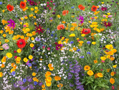 UK Wildflower Seeds Mix - 21 Scented Varieties Bees & Butterflies, Pure Flower Seeds No Grass (Garden & Meadow Mix) Bulk Order 2KG