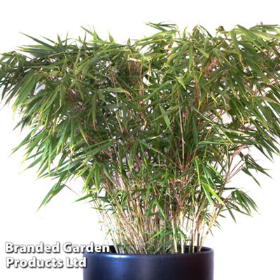Umbrella Bamboo Fargesia rufa 19cm Potted Plant x 2 + 2 Patio Pot