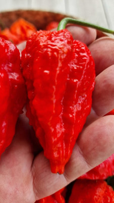 Umorok Red Ghost Chilli - 10 Fresh Seeds