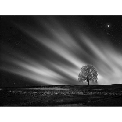 Unframed Wall Art Lone Tree Landscape Aurora Black White - 12X16 inch