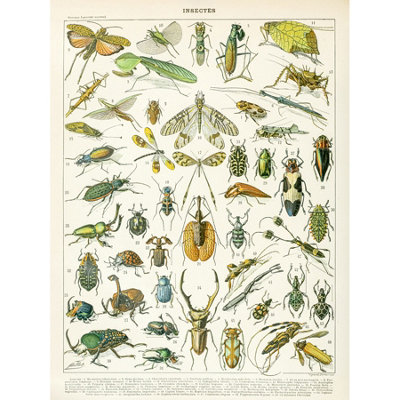 Unframed Wall Art Millot Encyclopedia Page Insects Beetles - 12X16 inch