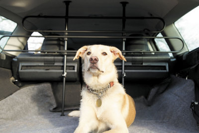 Universal dog hotsell guard for car