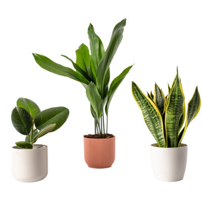 Unkillable Mix - Sansevieria, Aspidistra, Ficus Robusta, Hardy Indoor Set (12cm)