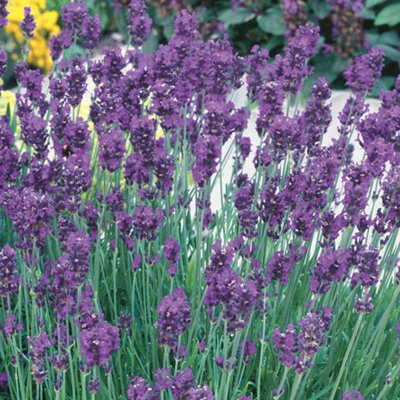 Unwins Flower Seeds - Lavender Munstead Strain