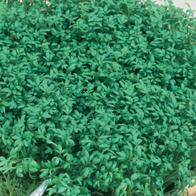 Unwins Vegetable Seeds Cress Extra Curled Organic