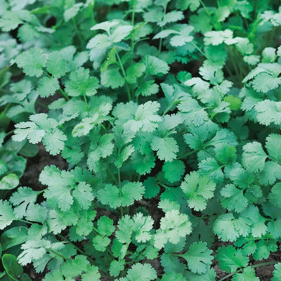 Unwins Vegetable Seeds Microgreens Coriander Seeds