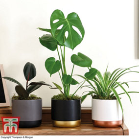 Urban Jungle Houseplant Collection - 3 plants