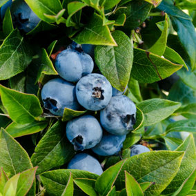 Vaccinium Chandler - Hardy Fruit Shrub, Blueberry Fruits, Low Maintenance (20-30cm Height Including Pot)