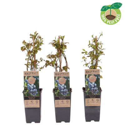 Vaccinium Co Goldtraube, 15cm Pot Size, 50cm Tall, Blueberry, Indoor  Houseplant