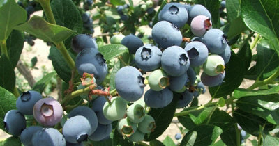 6 Plants De Myrtilles 'Bluecrop' - Vaccinium Corymbosum - Rustiques - Pot 9 Cm - Idéal Balcon Ou Jardin - 8